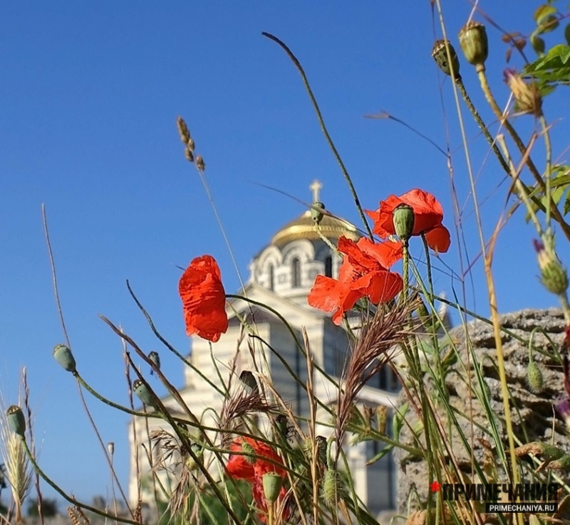 Красные маки Севастополя