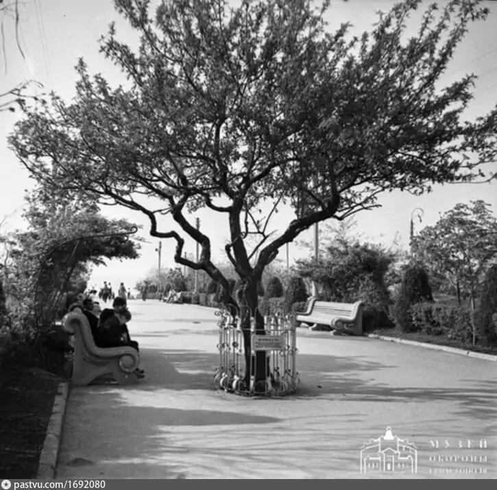 Миндаль на Малаховом кургане - одно из немногих деревьев, переживших войну. 1966 г.