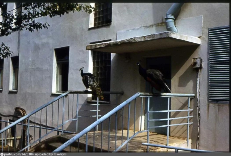 Павлины на территории базы отдыха треста Севастопольстрой.1987 г.