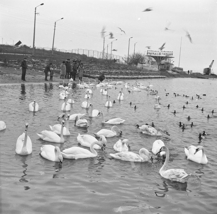 Пляж Омега. Лебеди. 1985 г.