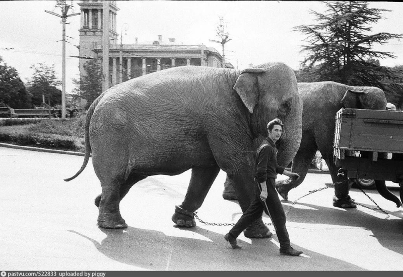 По Севастополю слона водили... 1968 год