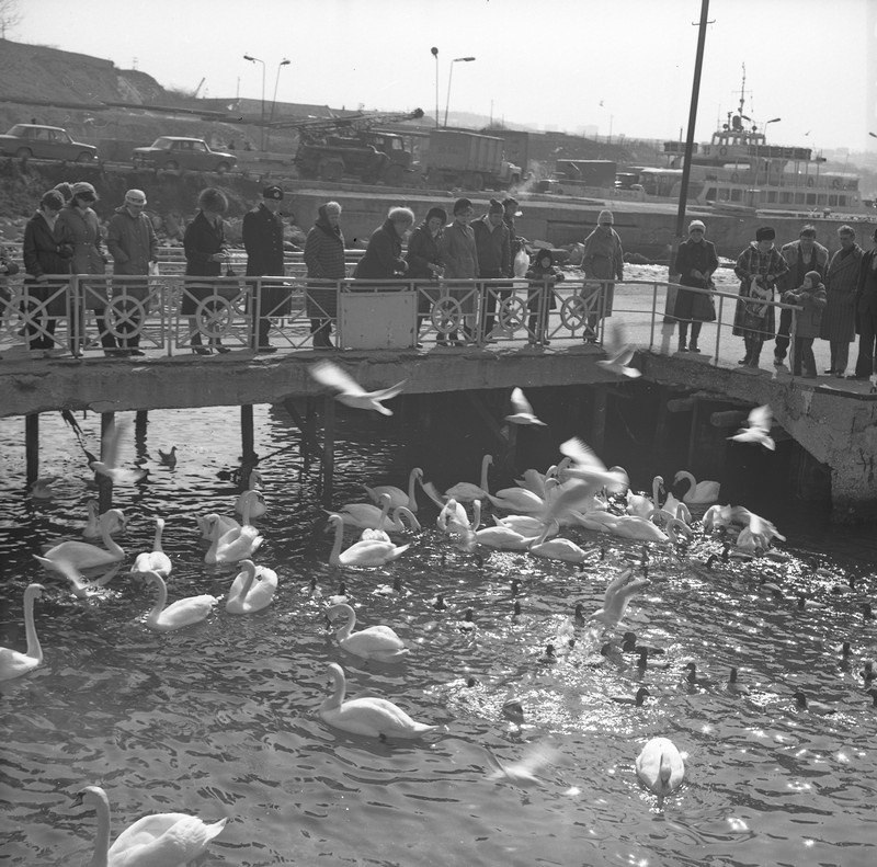 Северная сторона. Кормление лебедей. 1985 г.