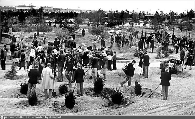 Высадка деревьев в Парке Победы. 1975 г.