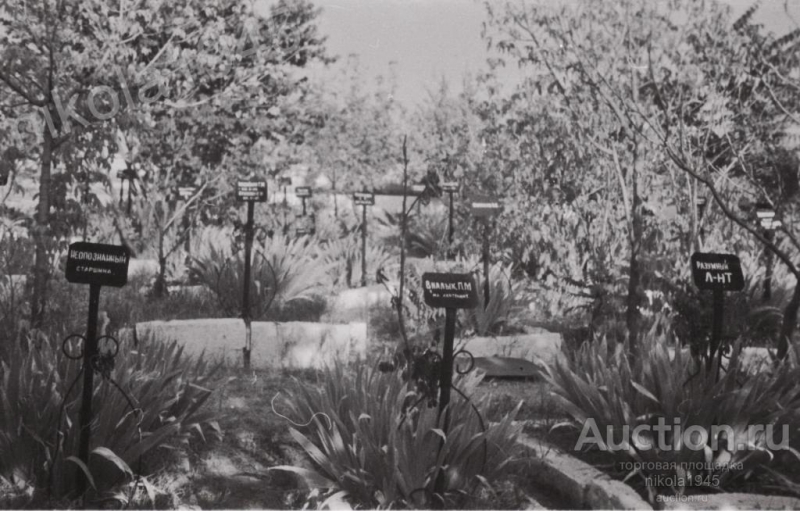 Захоронения моряков с линкора Новороссийск на Братском кладбище. 1955 г.